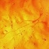 AIRLICIUM